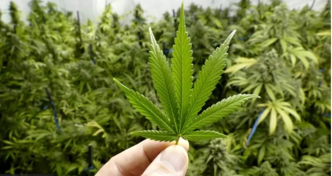 Fumar maconha acelera o envelhecimento; saiba o motivo