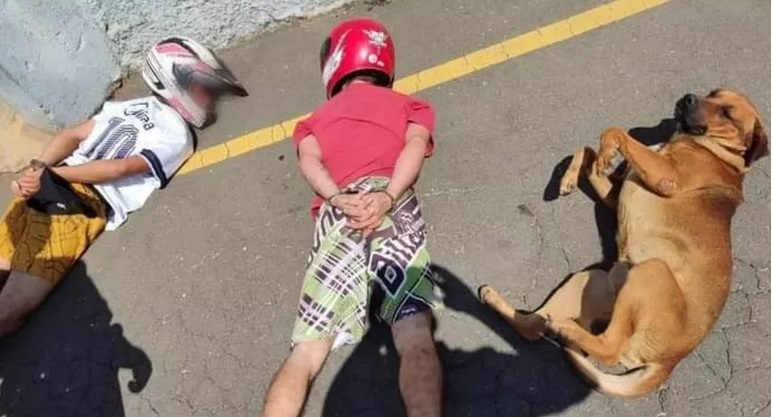 Cão viraliza após deitar ao lado de suspeitos para ser revistado durante abordagem policial