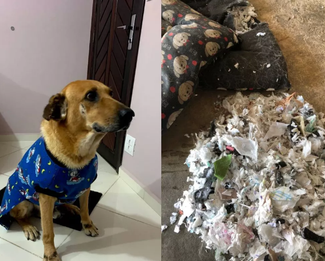 Cão rasga colchonete e dona encontra absorventes usados em vez de espuma em SP: 'Raiva e revolta'