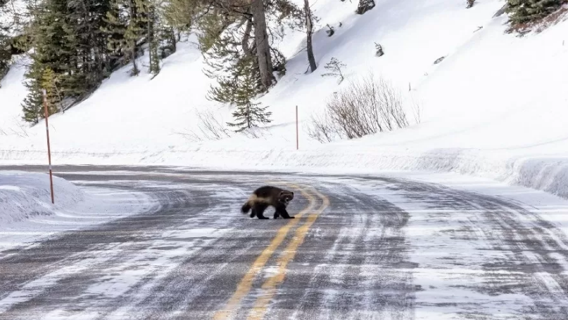 Wolverine da vida real: animal raríssimo que inspirou X-Men é visto nos EUA