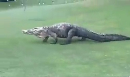 VÍDEO: Jacaré invade campo de golfe durante partida