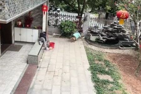 VÍDEO: Cachorro impede criança de cair na água, resgata bola e viraliza na web
