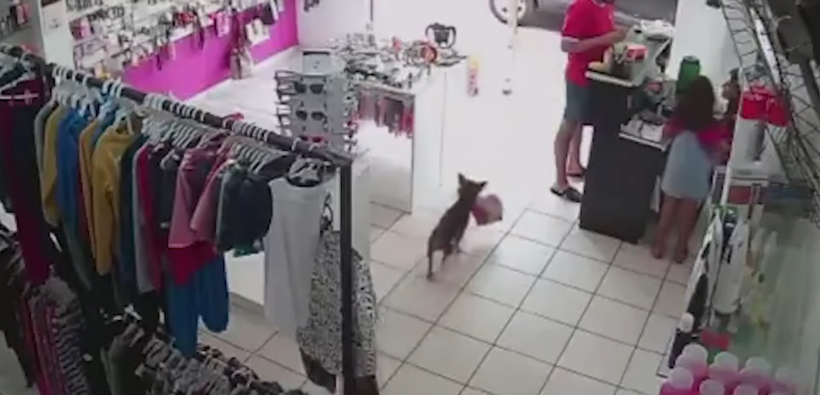 VÍDEO: Cachorro “furta” urso de pelúcia e ainda tenta repetir “crime”