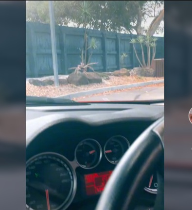 VÍDEO: Clientes são ‘recepcionadas’ por aranha ‘gigante’ em drive-thru de lanchonete