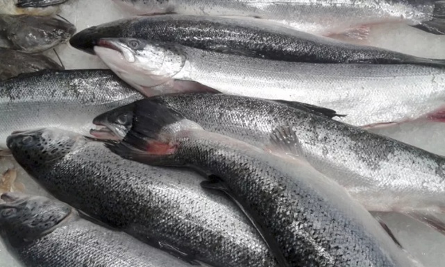 Procon registra aumento de até 16% no preço dos pescados para a Semana Santa em Natal
