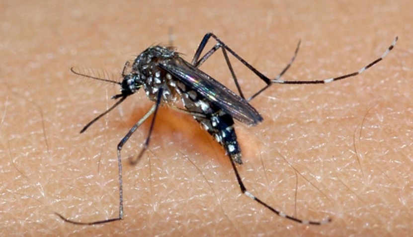 Casos de dengue, chikungunya e zika crescem 407% em Natal