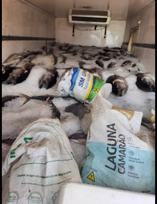 Tributação e PRF apreendem 28 toneladas de pescado irregular no RN