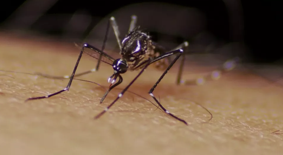 Pesquisa desenvolvida em Natal usa inteligência artificial para prever surtos de dengue