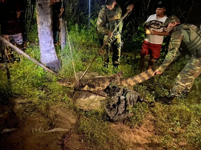 Família encontra jacaré de mais de dois metros no quintal de casa em município do RN