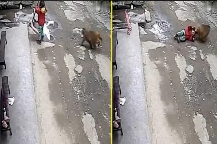 VÍDEO: Macaco ataca criança e a arrasta pelo cabelo na China
