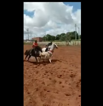VÍDEO: Homem é arremessado de cavalo durante vaquejada no interior do RN e sofre fraturas