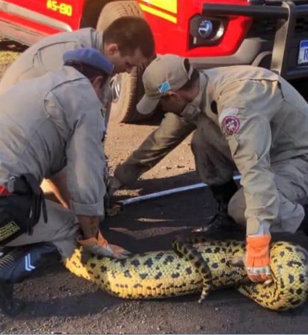 Sucuri de 4 metros é capturada pelos bombeiros após devorar cachorro