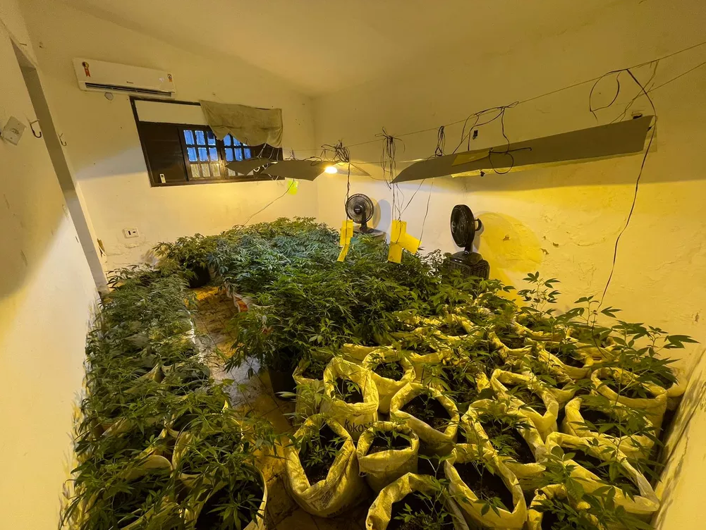 Polícia encontra 'laboratório' com cerca de 300 pés de maconha e prende cinco pessoas na Zona Sul de Natal