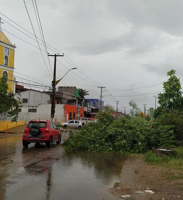 Chuva forte provoca queda de árvore em avenida movimentada da Grande Natal