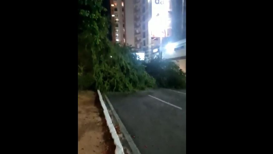 VÍDEO: Árvore cai na Avenida Hermes da Fonseca e deixa motociclista gravemente ferido