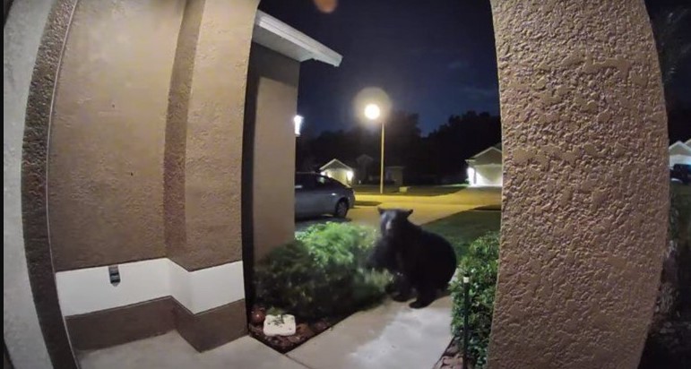 VÍDEO: Casal sai para passear com cachorro no quintal e termina perseguido por urso
