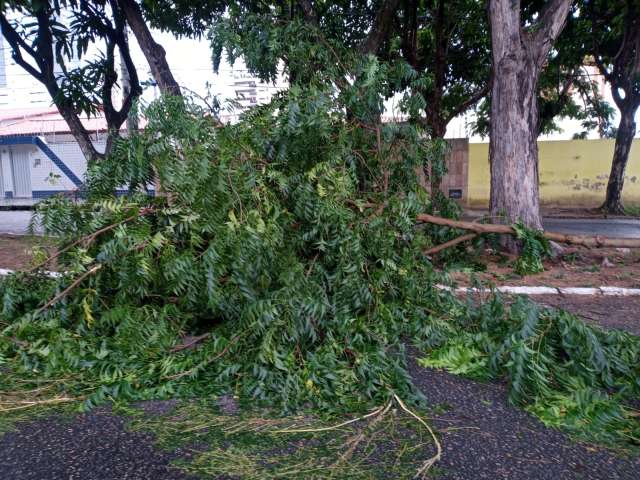 Árvore cai na Rua José, Zona de Sul de Natal