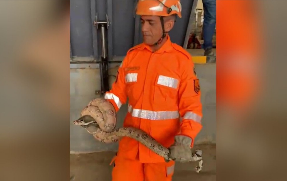 VÍDEO: Jiboia é resgatada em estacionamento de supermercado na Grande Natal