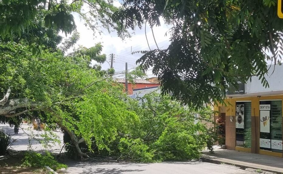 Mais uma árvore cai em Natal, agora na Zona Sul de Natal