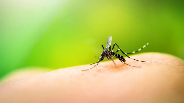 RN decreta situação de emergência por causa do aumento de casos de dengue, zika e chikungunya