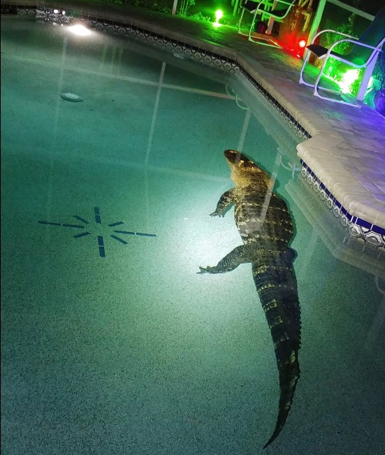 Família encontra crocodilo de 3 metros nadando na piscina da casa