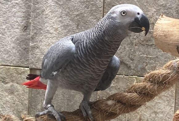 Dono de papagaio oferece R$ 5 mil de recompensa para quem encontrar animal desaparecido na Grande Natal
