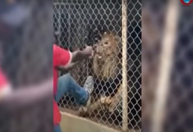 VÍDEO: Leão arranca dedo de homem que tentava acariciá-lo em zoológico
