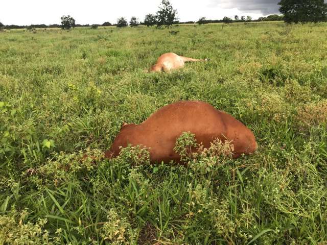 VÍDEO: Raio mata sete vacas prenhas em fazenda no RN