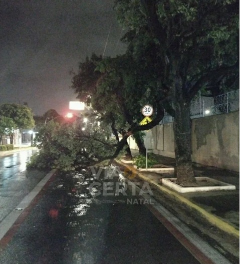 Por causa das chuvas, árvore cai em avenida de Natal
