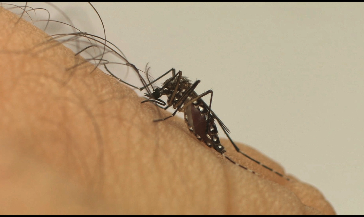 Casos de dengue e zika aumentaram mais de 1600% no RN, diz Sesap