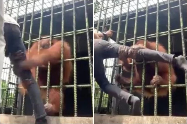 VÍDEO: Orangotango em zoológico quase quebra perna de visitante