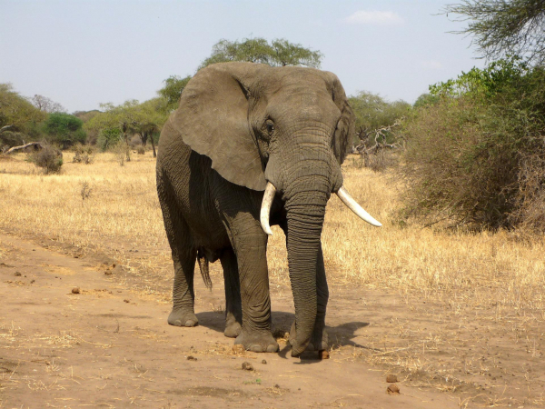Elefante mata idosa de 70 anos, reaparece no funeral e a pisoteia novamente
