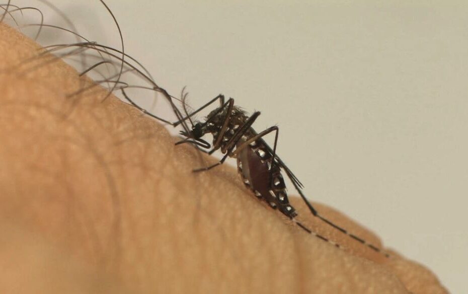 RN confirma duas mortes causadas por dengue e apura outros 10 óbitos