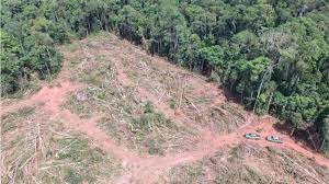 Desmatamento no governo Lula foi o dobro de Bolsonaro