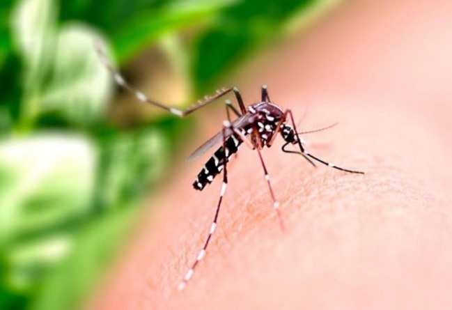 Taxa de zika do RN é a maior do País e a de dengue é a maior do Nordeste