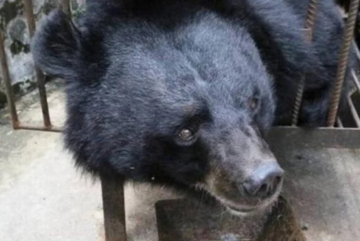 Mulher compra “filhote de cão” e descobre que é urso dois anos depois