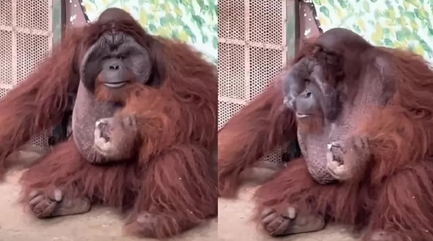 VÍDEO: Orangotango é flagrado fumando e gera críticas a zoo no Vietnã