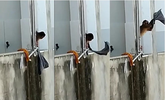 VÍDEO: Após ser flagrado 'amolando' faca, macaco é visto lavando roupa em centro comercial; ASSISTA