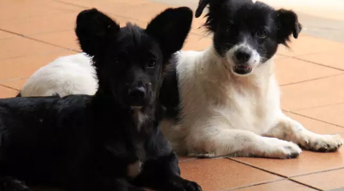 Prefeitura regulamenta ingresso de animais de estimação em estabelecimentos públicos de Natal