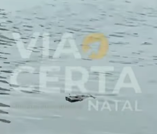 VÍDEO: Jacaré é visto em ruas alagadas na Praia de Barreta