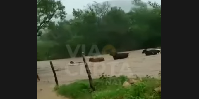 VÍDEO: Chuva arrasta rebanho no interior do RN