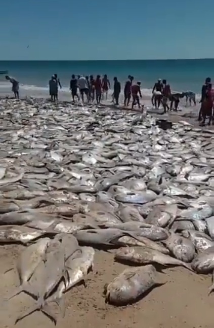 VÍDEO: Pescadores pegam 12 toneladas de peixes de uma só vez no RN; ASSISTA