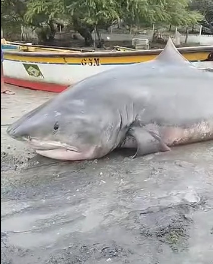 VÍDEO: Tubarão gigante é capturado por pescadores em praia do RN; ASSISTA