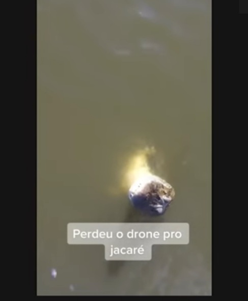 VÍDEO: Jacaré 'salta' de rio e abocanha drone de R$ 7 mil; ASSISTA