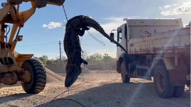 VÍDEO: Jacaré gigante é retirado de lago com pá carregadeira; ASSISTA