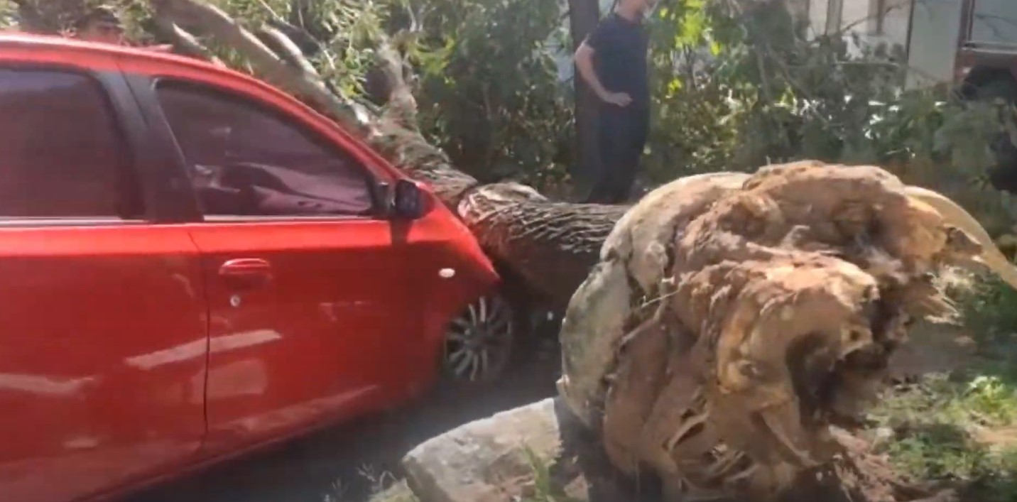 VÍDEO: Árvore cai em cima de dois carros em Natal