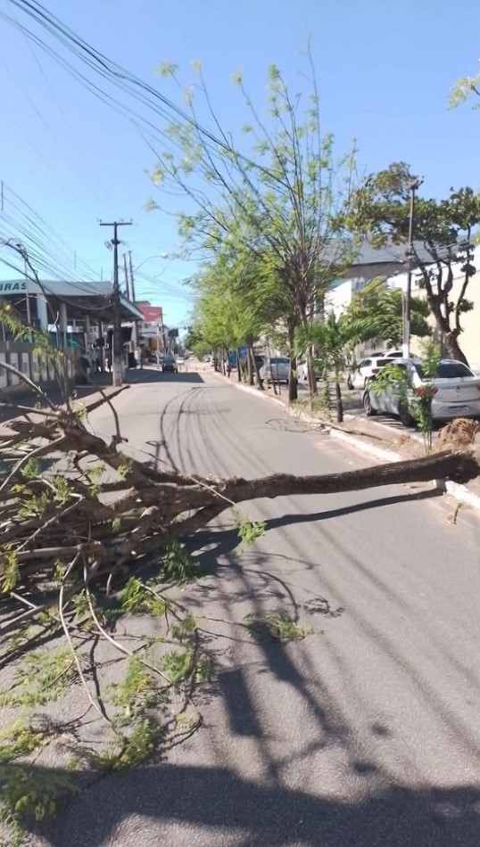 Árvore cai na Avenida Romualdo Galvão; trânsito na região está interditado