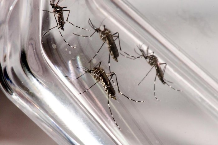 Casos de dengue crescem 740% no Rio Grande do Norte