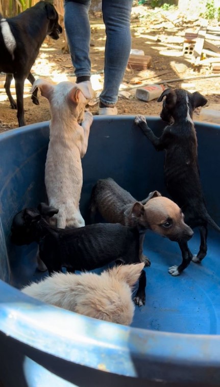 Mais de 10 cachorros são encontrados com sinais de maus tratos dentro de casa em Mossoró; homem é preso