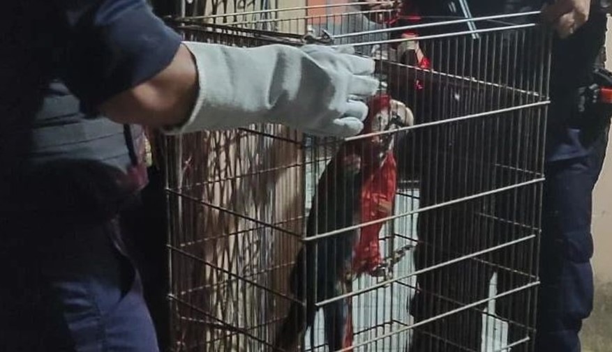 Dupla é presa em Parnamirim por manter criadouro ilegal de aves silvestres e maltratar cachorros